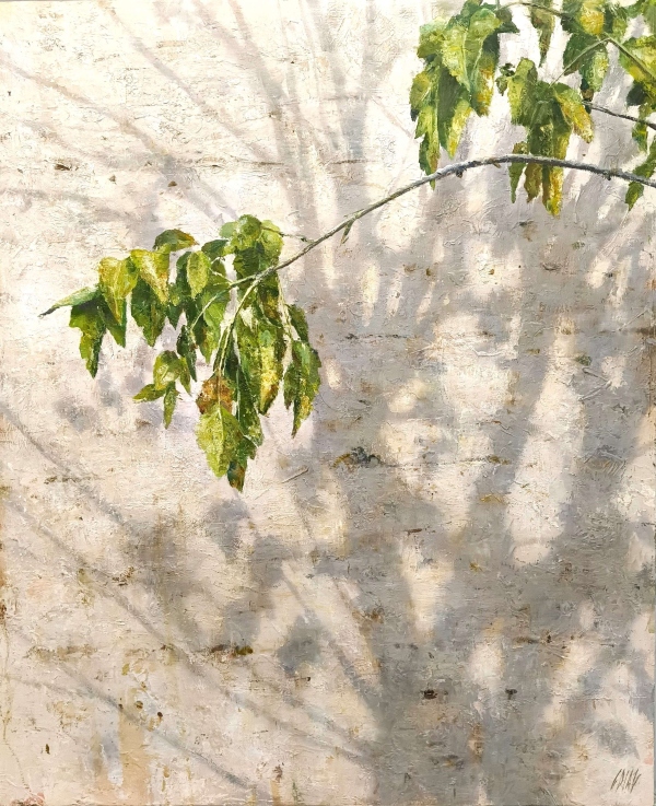 Tree shadow